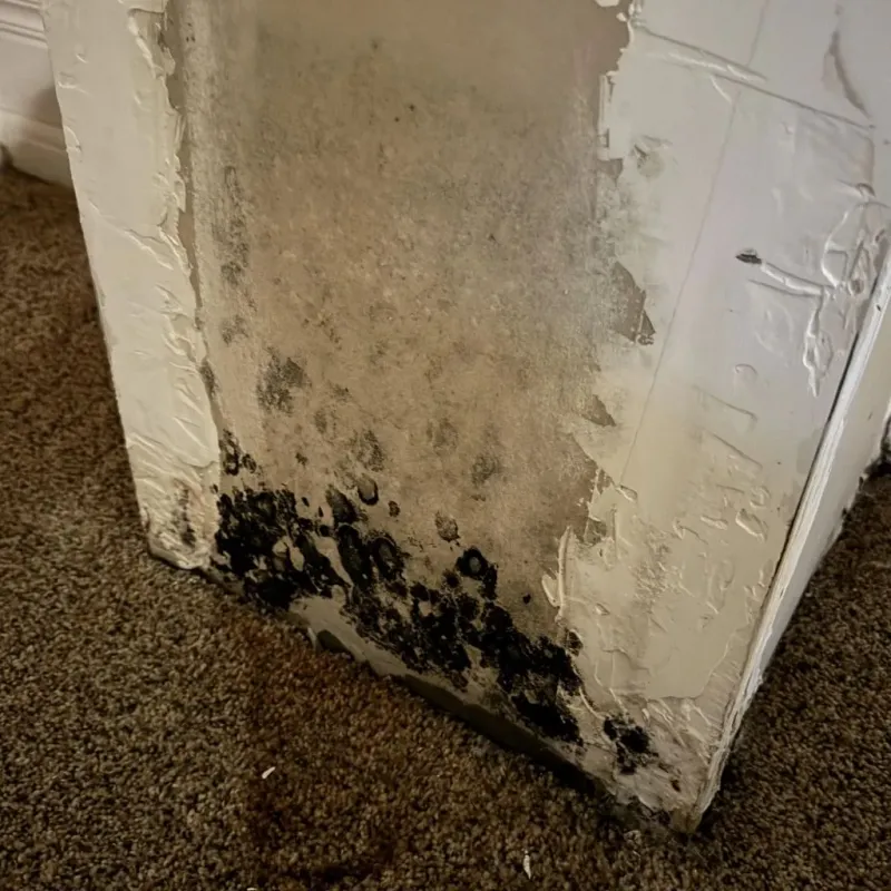 Professional Mold Removal in Talmage, CA